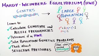 HardyWeinberg Equilibrium  iBiology amp Youreka Science [upl. by Blynn]