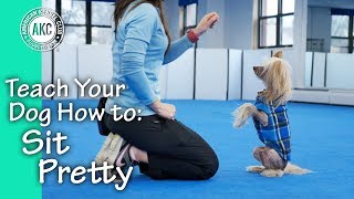 Teach Your Dog How To Sit Pretty  AKC Trick Dog [upl. by Pyle12]