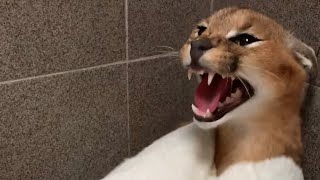 Roo the Caracal gets a bath  extended version [upl. by Simdars934]