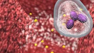 Bacterial infection and host response [upl. by Roosevelt834]