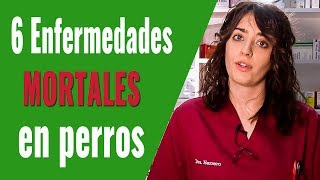 6 ENFERMEDADES MORTALES EN PERROS ¡CONOCE LOS SÍNTOMAS [upl. by Lledal]