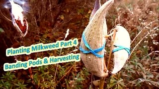 Planting Milkweed Part 4  Banding Pods amp Harvest Help The Monarch Butterfly [upl. by Pittel41]