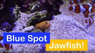 🐟 How to care for a Blue Spotted Jawfish Species Spotlight [upl. by Arriaes]