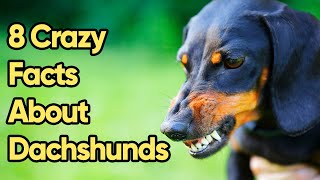 8 Crazy Facts About Dachshunds You Need To Know [upl. by Shuping762]