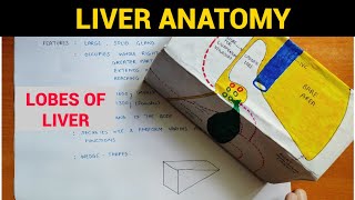 Liver Anatomy 24  Lobes of Liver  EOMS [upl. by Jacquenetta]