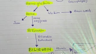 Bilirubin metabolism [upl. by Nave]