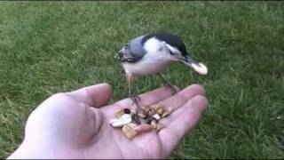 Alfred the White Breasted Nuthatch [upl. by Elleret856]