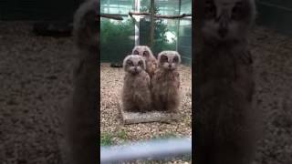 three owls rotate their heads amazing [upl. by Anaxor]