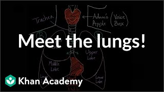 Meet the lungs  Respiratory system physiology  NCLEXRN  Khan Academy [upl. by Eevets59]