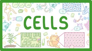 GCSE Biology  Cell Types and Cell Structure 2 [upl. by Nelle200]