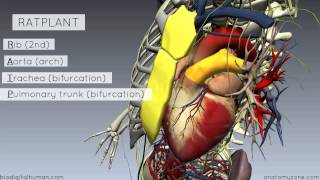 Sternal Angle  Angle of Louis  3D Anatomy Tutorial [upl. by Lane]