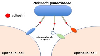 Bacterial Pathogenesis How Bacteria Cause Damage [upl. by Sena]