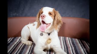 Clyde  Clumber Spaniel Puppy  4 Weeks Residential Dog Training [upl. by Childs]