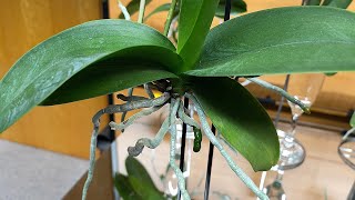 HOW TO GROW ORCHIDS WITHOUT SOIL [upl. by Nyram]