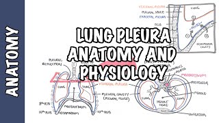 Lung Pleura  Clinical Anatomy and Physiology [upl. by Kal976]