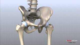 Hip Anatomy Animated Tutorial [upl. by Aniles901]