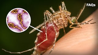 Mosquito season How to identify symptoms of West Nile virus  Just The FAQs [upl. by Eirot]