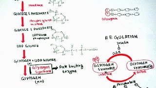 Glycogenesis [upl. by Abraham]