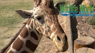 Wildlife World Zoo Tour amp Review with The Legend [upl. by Naget]