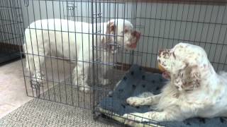 Clumber Spaniels [upl. by Jelle]