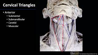 Anterior Neck  Triangles [upl. by Eahs796]