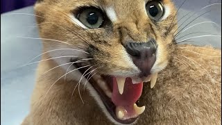 Roo the Caracal goes to the vet  angry caracal hisses at vet staff [upl. by Annamaria]