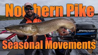 Northern Pike — Seasonal Movements [upl. by Ahseit]