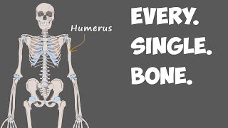 Every Bone in the Human Body [upl. by Dorrehs]