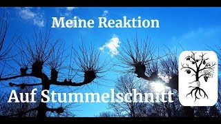 Meine Reaktion auf Stummelschnitt  Apfelbaum schneiden [upl. by Drofyar]