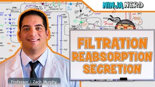 Renal  Filtration Reabsorption and Secretion Overview [upl. by Pillsbury]