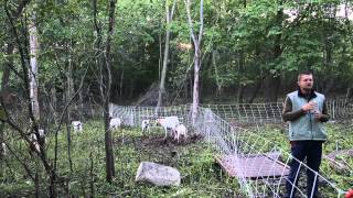 Using Goats to Graze Brush and Invasive Plants [upl. by Eintroc86]