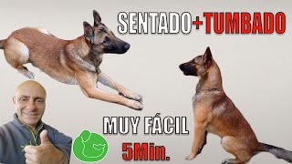 ENSEÑA a tu PERRO a SENTARSE y TUMBARSE Técnica Profesional [upl. by Ressler390]