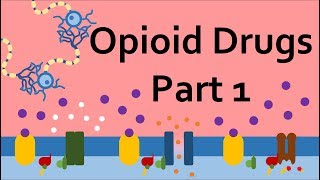 Opioid Drugs Part 1 Mechanism of Action [upl. by Ahsata319]