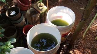 How to grow Green Water Algae [upl. by Aekin851]