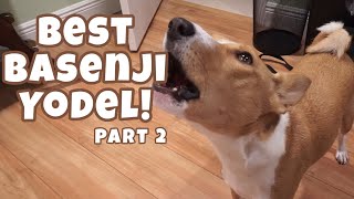 Best Basenji Yodel Ever Part 2 [upl. by Fasano805]