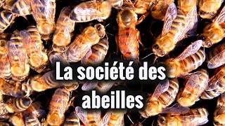 La société des abeilles [upl. by Crosby]