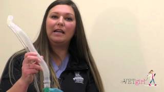 VETgirl Veterinary Ce Veterinary Anesthesia Review Part 2 [upl. by Mano]