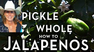 How to Pickle Whole Jalapeno Peppers  Easy Beginner Method [upl. by Otreblasiul]