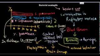 Bacterial meningitis [upl. by Lellih]