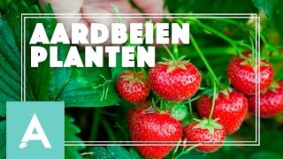 Aardbeien planten  Grow Cook Eat 15 [upl. by Vasiliki]