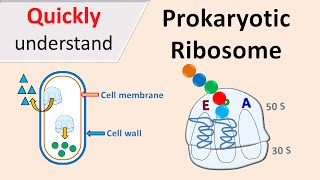 Prokaryotic Ribosomes  70S Ribosomes [upl. by Gnilrac989]