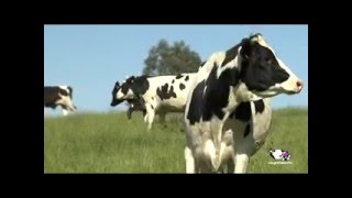 Vídeo proceso de producción de la leche [upl. by Saxela]