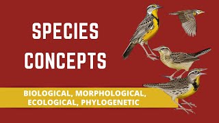 SPECIES CONCEPTS BIOLOGICAL MORPHOLOGICAL ECOLOGICAL PHYLOGENETIC [upl. by Dyol757]