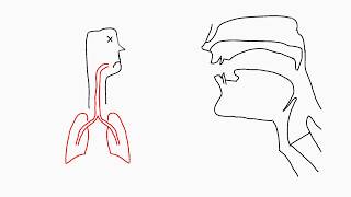 Phonetics Articulation [upl. by Nreval]