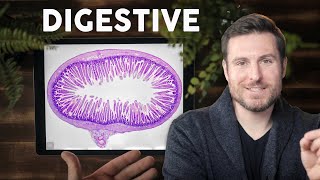 Digestive System Histology Explained for Beginners  Corporis [upl. by Akirej]