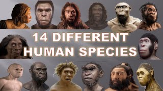 14 Human Species That Existed Before Us 2020  Explained [upl. by Yrred]