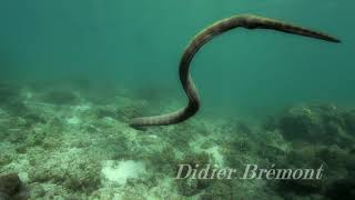 horned sea snake Perons sea snake  Hydrophis peronii [upl. by Ahsitram]