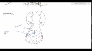 Neuroanatomy  Spinocerebellar Tract USMLE [upl. by Aserret]