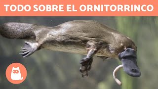 EL ORNITORRINCO 👀 ¡Conoce a este CURIOSO ANIMAL [upl. by Naujed]