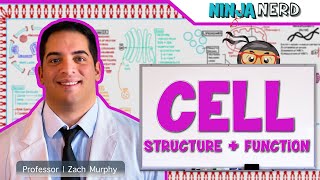 Cell Biology  Cell Structure amp Function [upl. by Melisa]